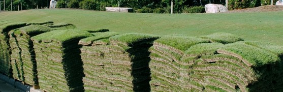 Busco por Distribuidor de Grama Bermuda M2 Taubaté - Distribuidor de Grama Bermuda para Campo de Futebol