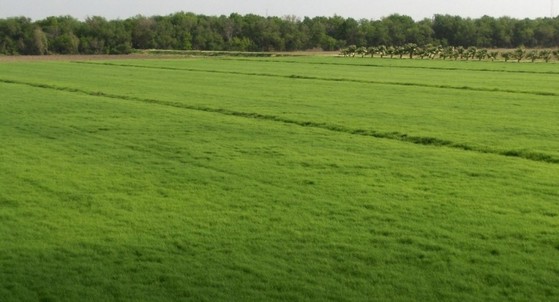 Busco por Distribuidor de Grama Bermuda para Campo de Futebol Limeira - Distribuidor de Grama Bermuda em Rolo