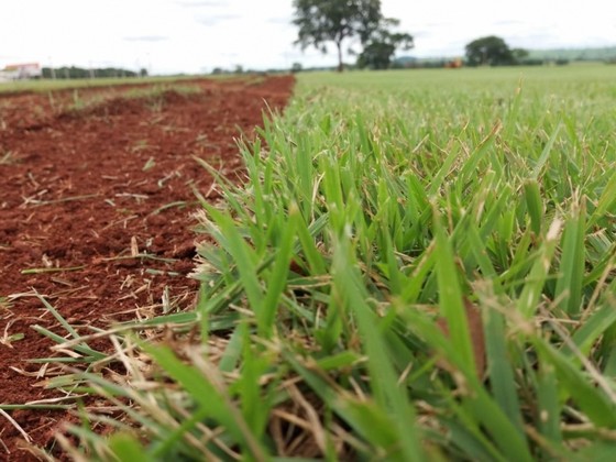 Busco por Distribuidora de Grama Esmeralda de Qualidade para Jardim Macapá - Distribuidora de Grama Esmeralda Metro Quadrado