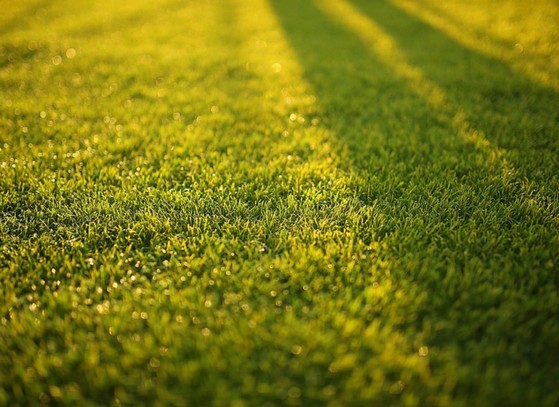 Calcário para Grama Preço Cuiabá - Calcário para Jardim