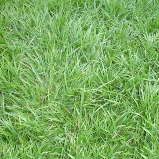 Comprar Grama Batatais para Campo de Futebol Orçamento Aracaju - Comprar Grama Batatais para Jardim