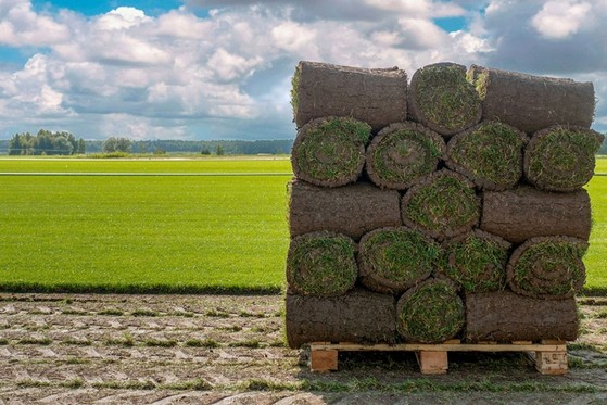 Comprar Grama Natural em Rolo Macapá - Grama Natural para Quadra de Tênis