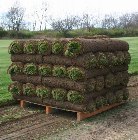 Comprar Rolo de Grama de Qualidade Atibaia - Rolo de Grama Natural para Campo