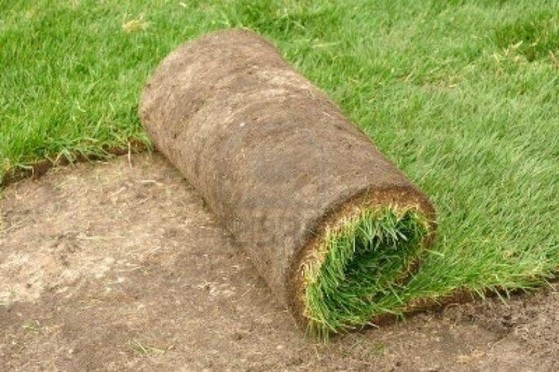 Comprar Rolo de Grama para Jardim Itu - Rolo de Grama Natural para Campo