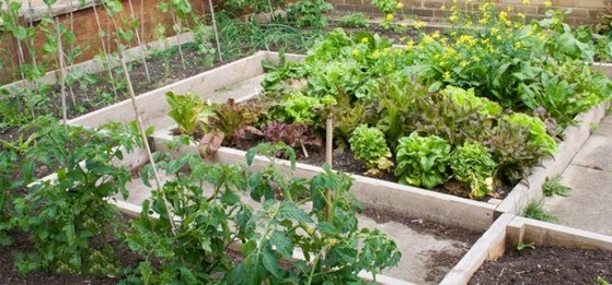 Cotação de Calcário para Horta Itupeva - Calcário para Plantas