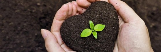 Cotar Terra Adubada e Terra Vegetal Maceió - Terra Adubada para Grama