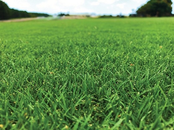 Distribuidor de Grama Bermuda para Campo de Futebol Araraquara - Distribuidor de Grama Bermuda para Campo de Futebol