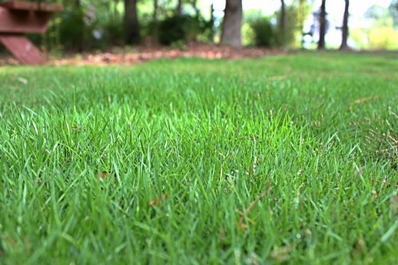 Distribuidora de Grama Esmeralda Folha Fina Palmas - Distribuidora de Grama Esmeralda de Qualidade para Jardim