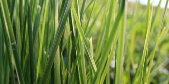 Empresa de Grama Esmeralda Barata Amparo - Grama Esmeralda para Paisagismo