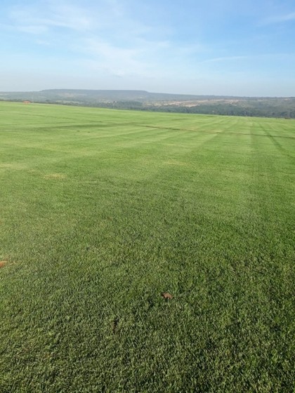 Fornecedor de Grama em Campo de Golf São José do Rio Preto - Fornecedor de Grama em Chácara