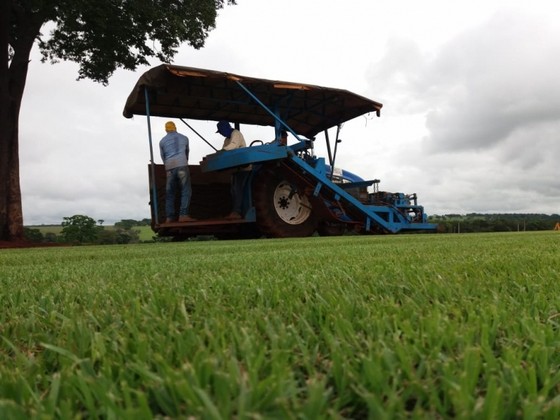 Fornecedor de Grama para Campo de Futebol Itu - Fornecedor de Grama em Campo de Golf