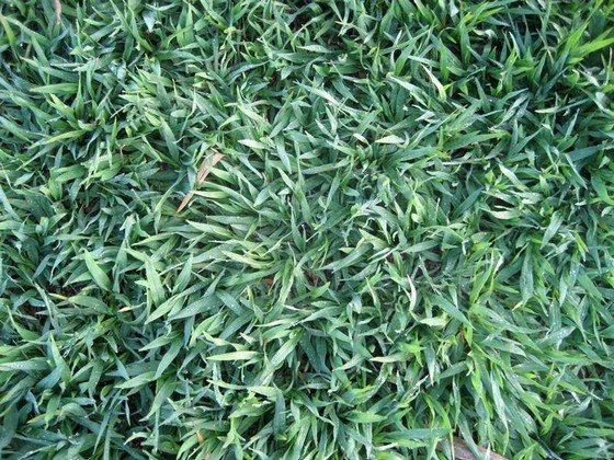 Grama Batatais em Placas Valor Porto Velho - Grama Batatais para Campo de Futebol