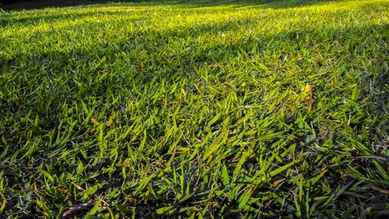 Grama Batatais M2 Mendonça - Grama Batatais para Jardim