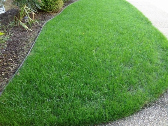 Grama Bermuda Jardim Preço Bauru - Grama Bermuda para Campo de Futebol