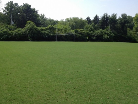 Grama Bermuda para Campo de Futebol Marília - Grama Bermuda Jardim