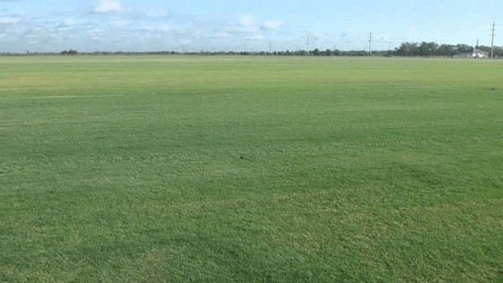 Grama Bermuda para Sombra Louveira - Grama Bermuda para Campo de Futebol