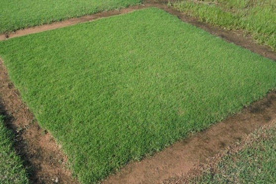 Grama Bermuda Preço Campinas - Grama Bermuda para Campo de Futebol