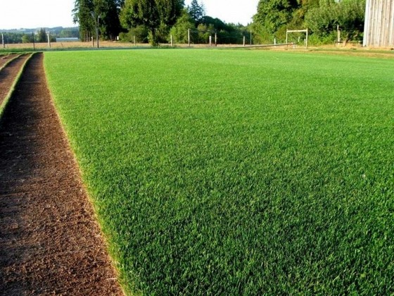 Grama Bermuda Porto Velho - Grama Bermuda para Campo de Futebol