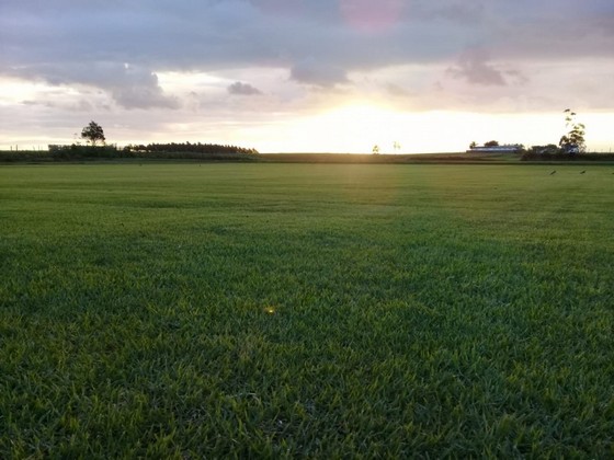 Grama Campo Verde João Pessoa - Grama de Campo Grande