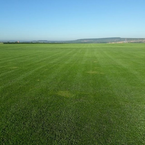 Grama de Campo Grande á Venda Sorocaba - Grama para Campo de Golfe