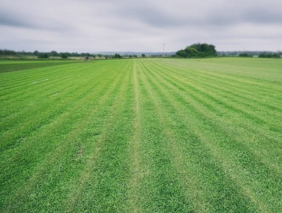 Grama de Campo Grande de Qualidade á Venda São Luís - Grama Campo Verde