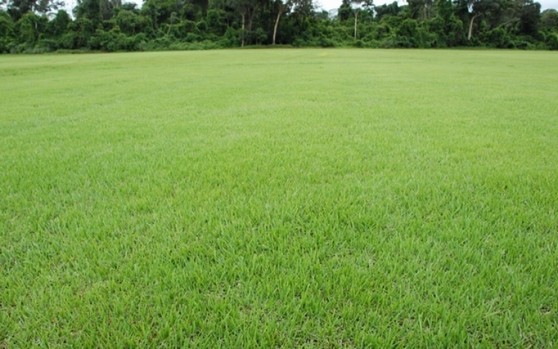 Grama Esmeralda para Campo Orçamento Boa Vista - Grama Esmeralda para Decoração