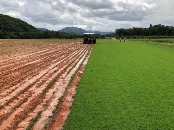 Grama Esmeralda para Campo Goiânia - Grama Esmeralda e Bermuda