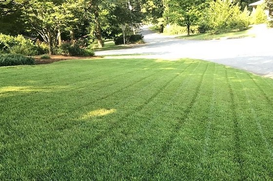 Grama Esmeralda para Jardim Orçamento Araçatuba - Grama Esmeralda para Paisagismo