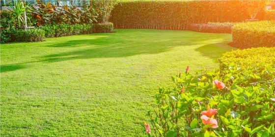 Grama Esmeralda para Paisagismo Rio Branco - Grama Esmeralda para Decoração