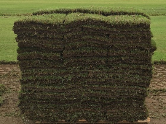 Grama Esmeralda Preço M2 Orçamento São José dos Campos - Grama Esmeralda para Campo