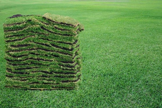 Grama Natural Metro Quadrado Indaiatuba - Grama Natural para Campo de Futebol