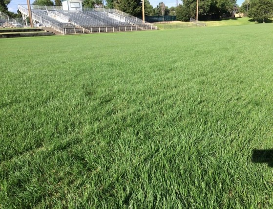 Grama Natural para Campo de Futebol Preço Rio Branco - Grama Natural