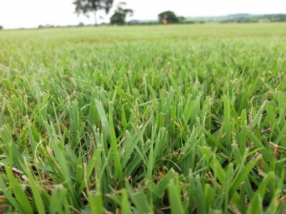 Grama Natural Valor Limeira - Grama Natural em Piso