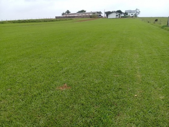 Grama para Mini Campo Amparo - Grama de Campo Grande de Qualidade