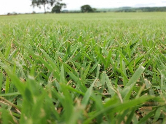 Gramas de Campo Futebol Aracaju - Grama Campo Verde