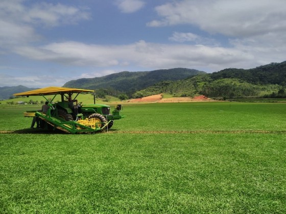 Instalação de Grama em Campo Valores Valinhos - Instalação de Grama Natural para Campo