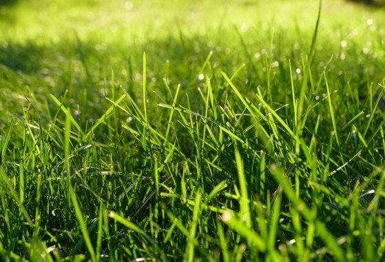 Onde Comprar Calcário para Grama Esmeralda Florianópolis - Calcário Agricultura