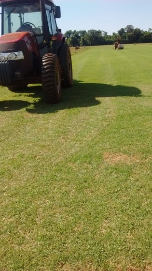 Onde Comprar Grama Natural Preço M2 Sorocaba - Grama Natural para Campo de Futebol