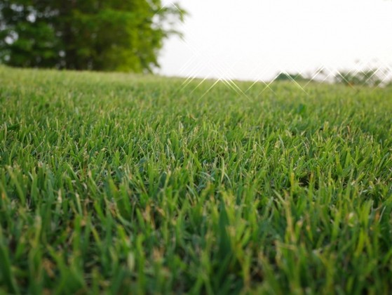 Onde Encontro Distribuidor de Grama Bermuda Híbrida Mendonça - Distribuidor de Grama Bermuda para Campo de Futebol