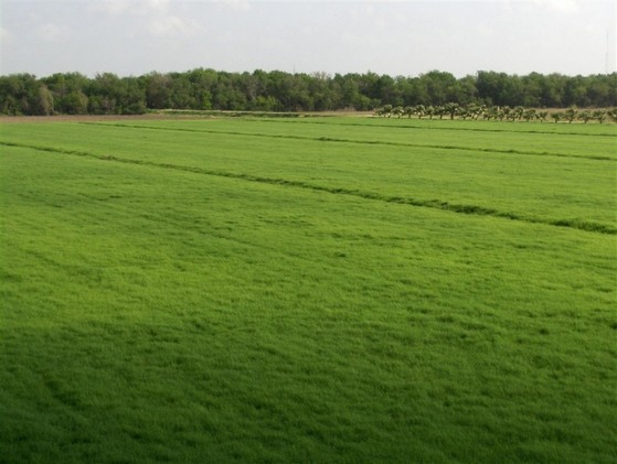 Onde Encontro Plantio de Grama Bermuda Araras - Plantio de Grama em Campo