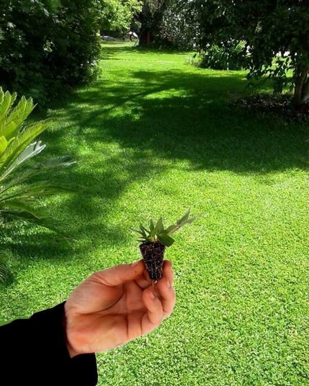 Onde Encontro Plantio de Grama em Mudas Boa Vista - Plantio de Grama para Campo