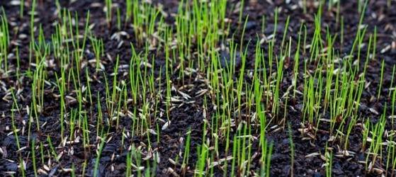 Onde Encontro Plantio de Grama por Semeadura Palmas - Plantio de Grama de Jardim