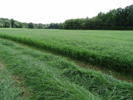 Onde Encontro Plantio de Grama Tifton Macapá - Plantio de Grama em Campo