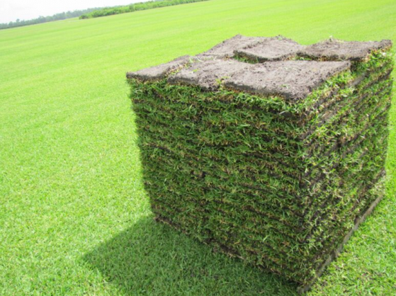 Onde Vende Tapete de Grama Natural Brasília - Tapete de Grama Bermuda