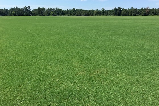 Onde Vende Tapete de Grama para Campo Boa Vista - Tapete de Grama Natural para Campo