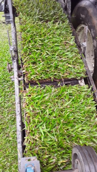 Onde Vende Tapete de Grama Verde Sorocaba - Tapete de Grama Natural para Campo