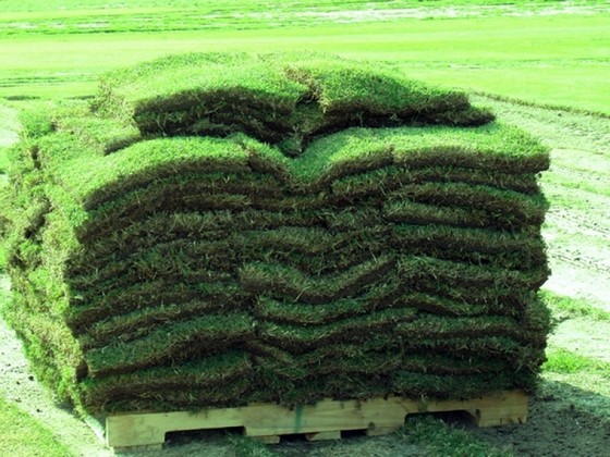 Onde Vende Tapete de Grama Rio Claro - Tapete de Grama Natural