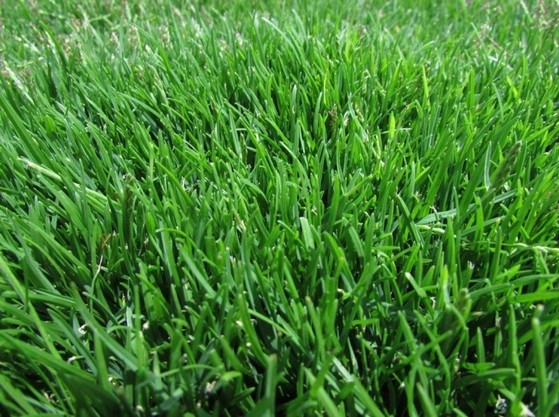 Orçamento de Grama Natural Campo de Futebol Jacareí - Grama para Mini Campo