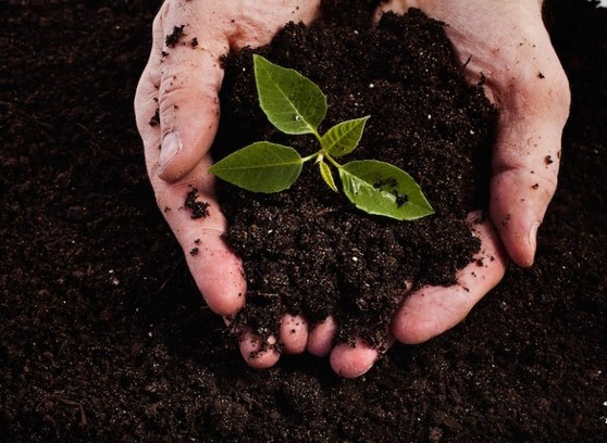 Orçar Terra Adubada e Terra Vegetal Paulínia - Terra Adubada para Grama Esmeralda