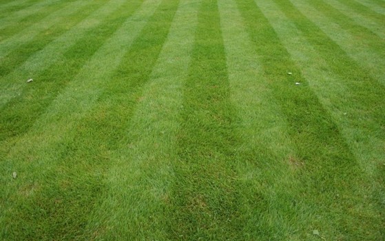 Plantio de Grama de Jardim Orçar Cuiabá - Plantio de Grama de Jardim